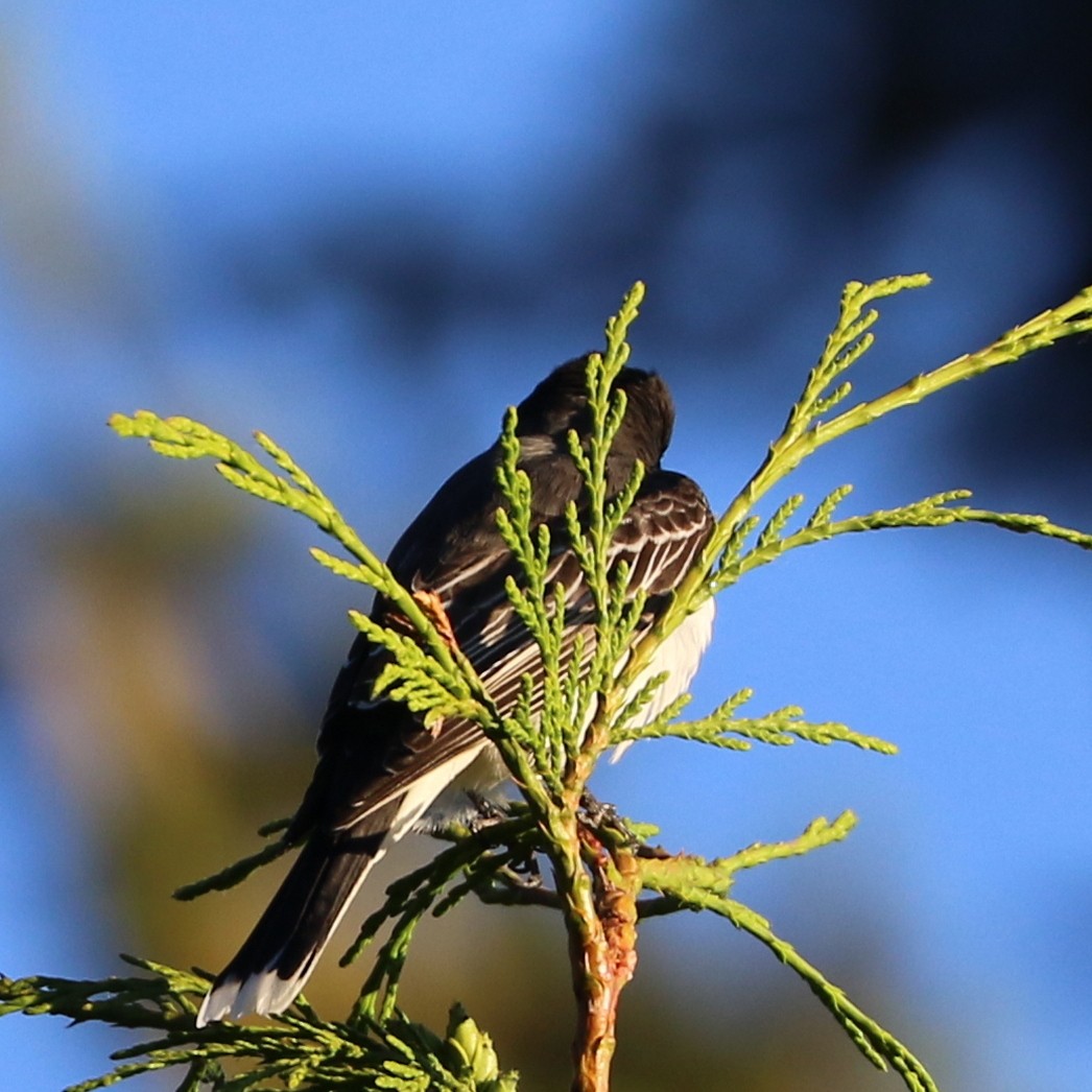 Eastern Kingbird - ML620375776