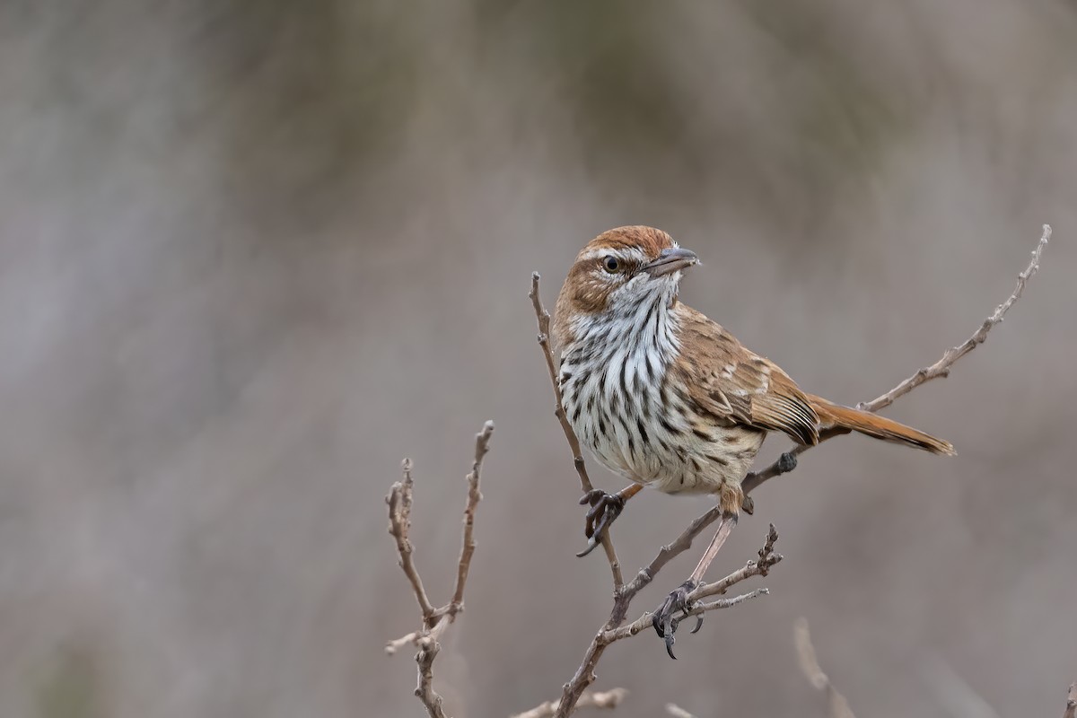 Rufous Fieldwren - ML620375784