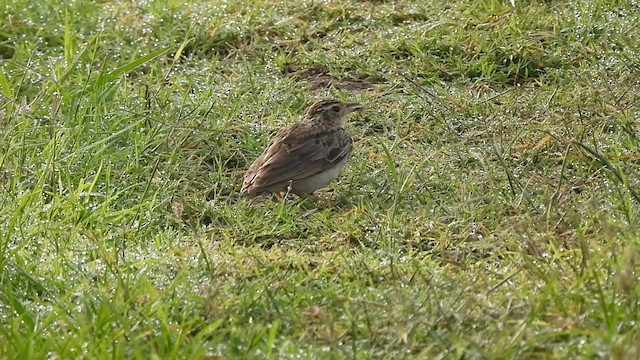 Jerdon's Bushlark - ML620375787