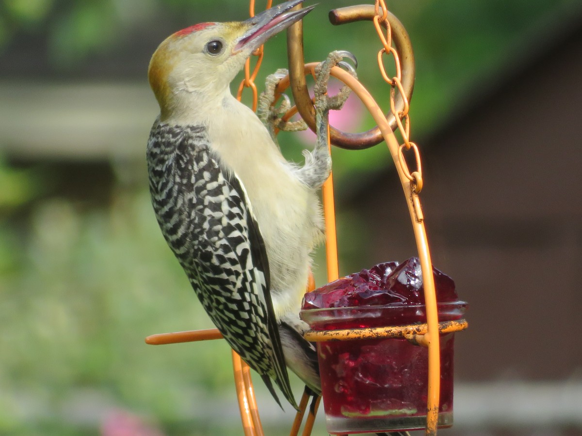 Golden-fronted Woodpecker - ML620375798