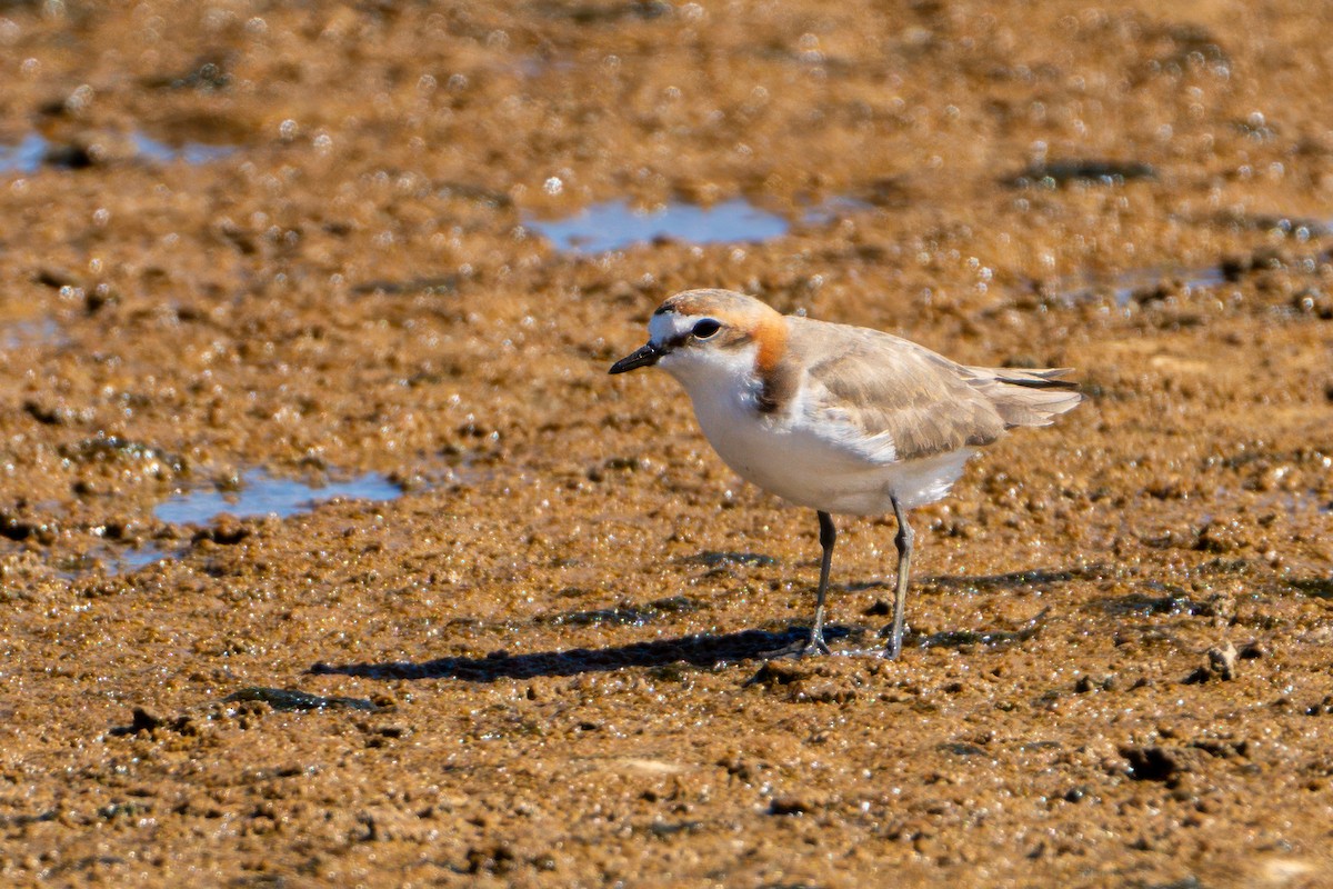 Red-capped Plover - ML620375799