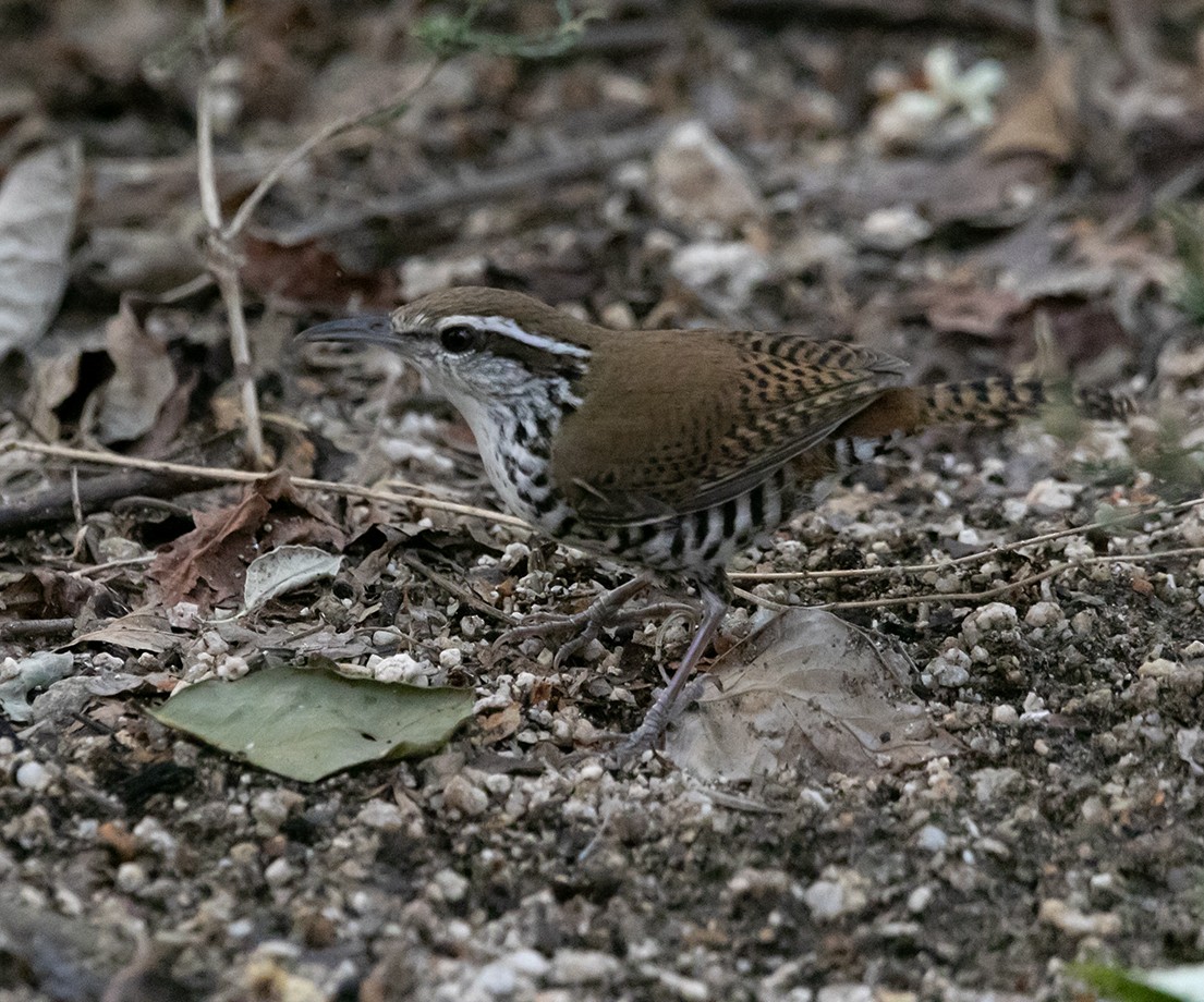 Banded Wren - ML620375805