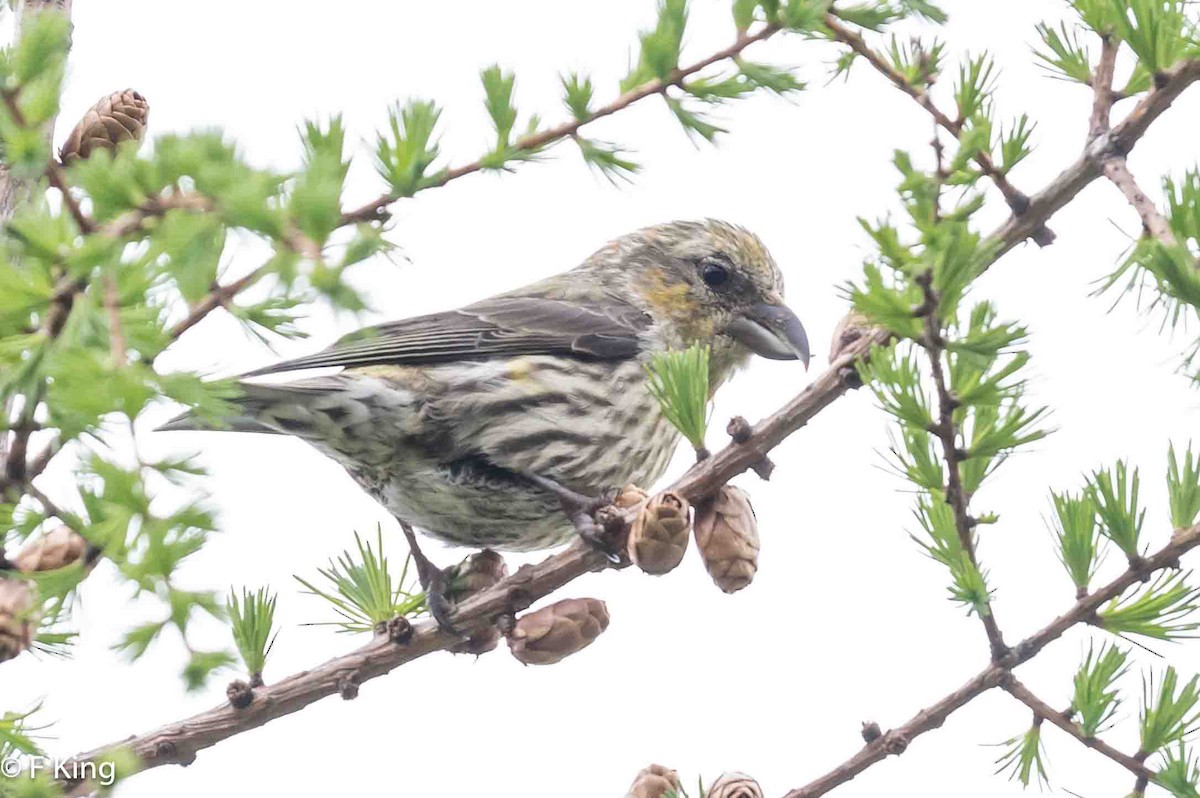 Red Crossbill - ML620375812