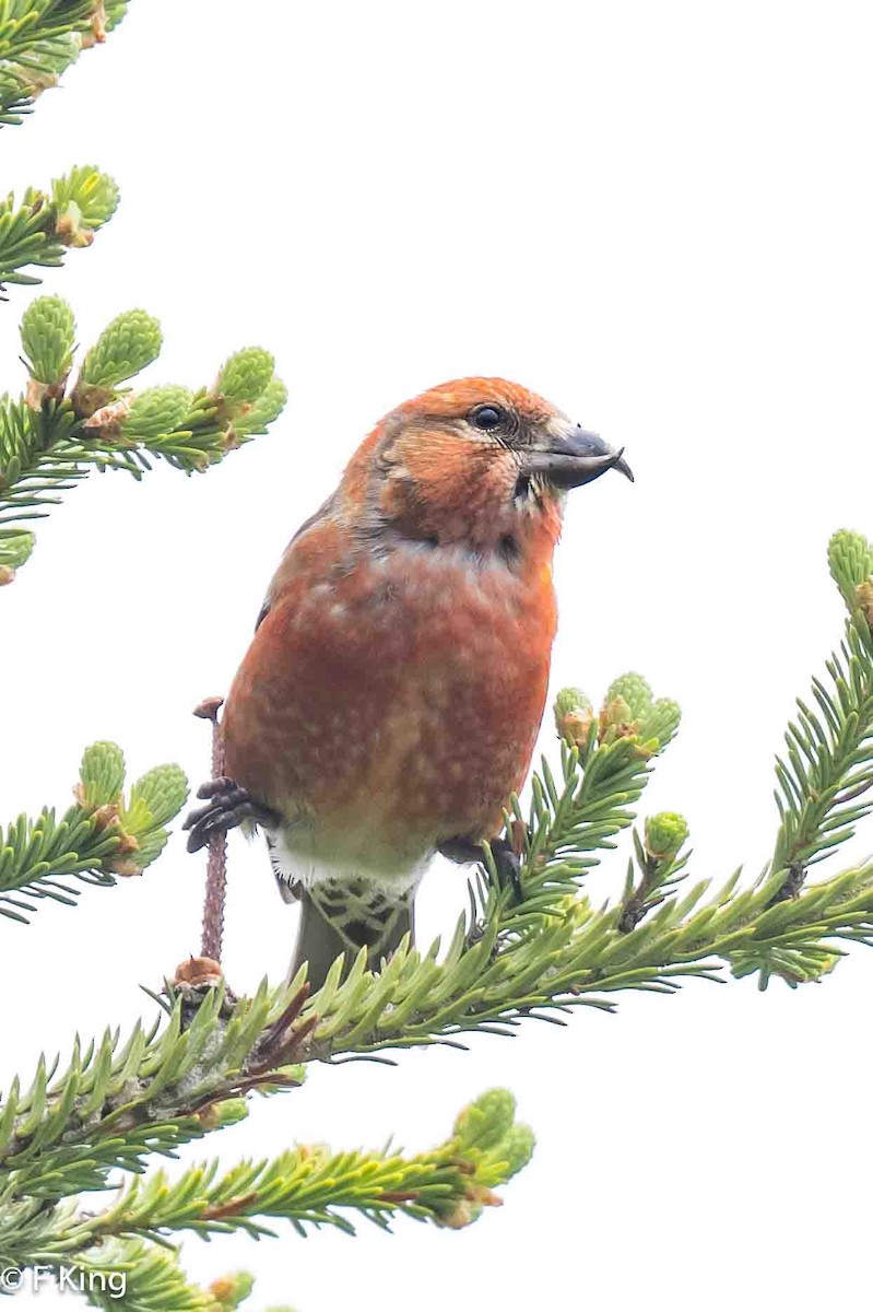 Red Crossbill - ML620375816