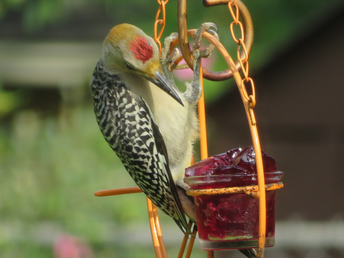 Golden-fronted Woodpecker - ML620375818
