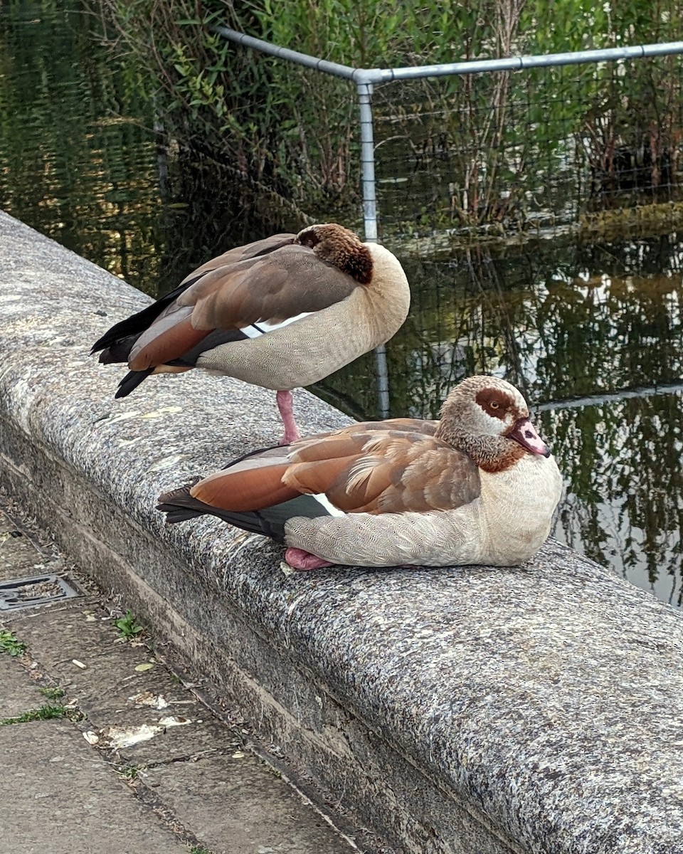 Egyptian Goose - ML620375841