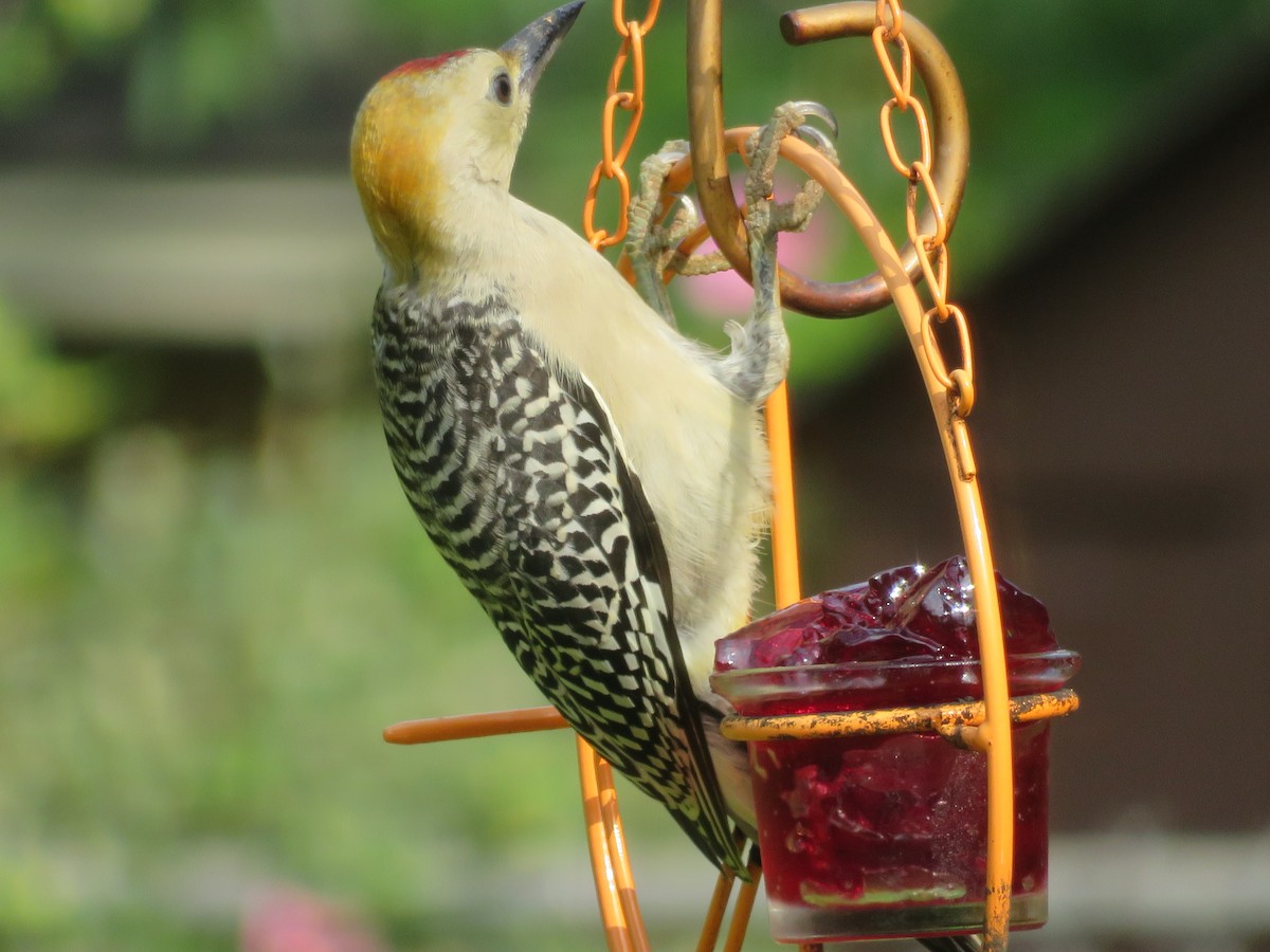 Golden-fronted Woodpecker - ML620375842