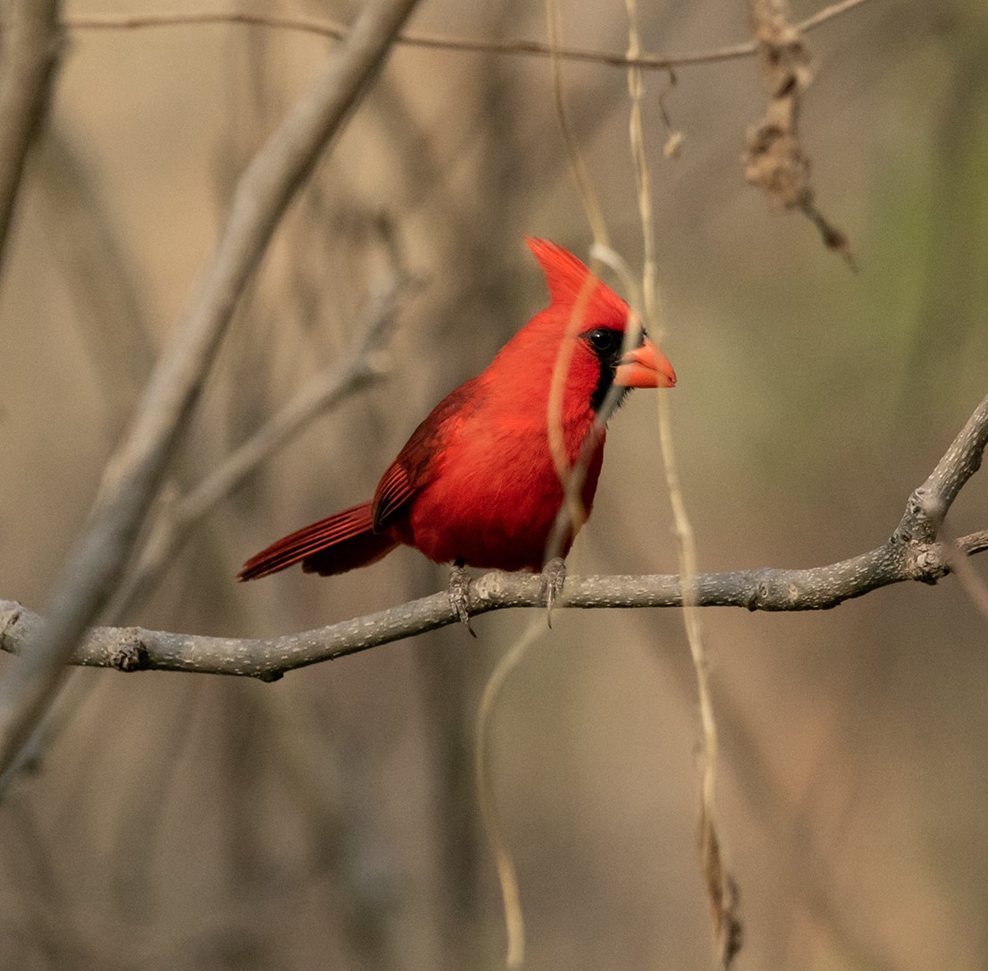 Northern Cardinal (Long-crested) - ML620375844