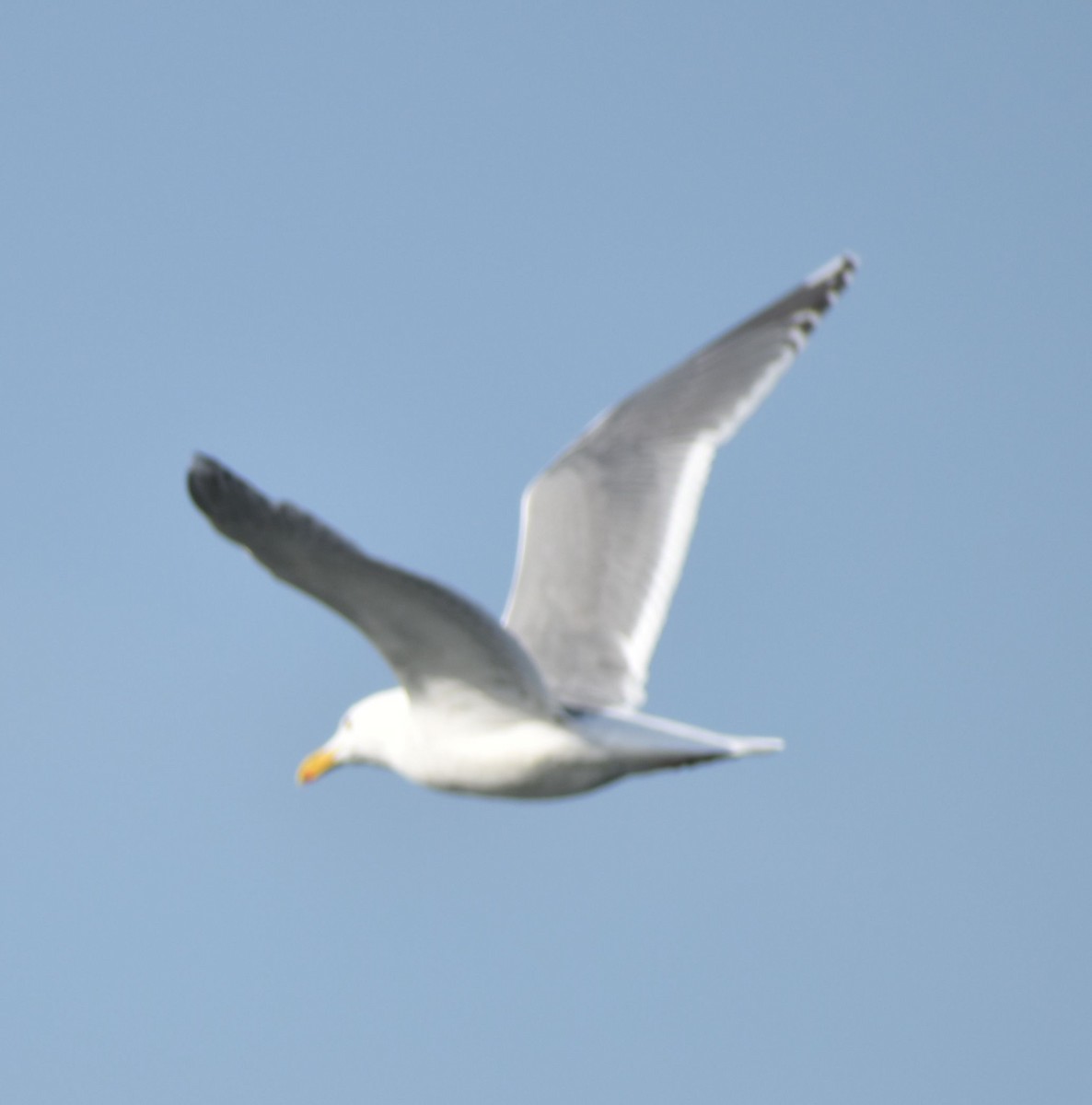 Western x Glaucous-winged Gull (hybrid) - ML620375846