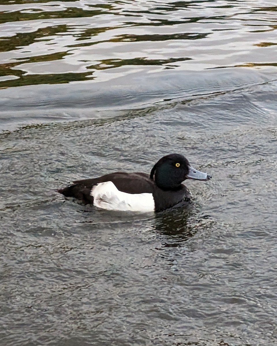 Tufted Duck - ML620375849