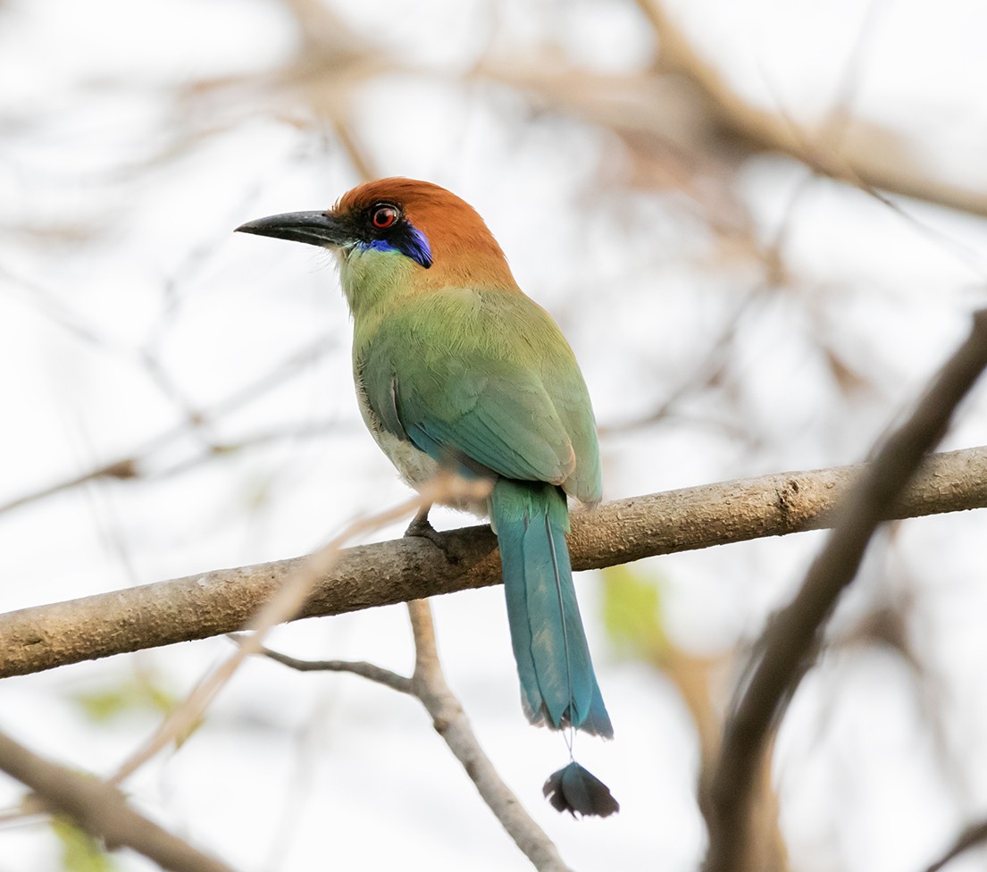 Motmot à tête rousse - ML620375861