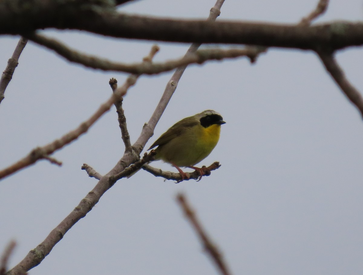 Common Yellowthroat - ML620375879