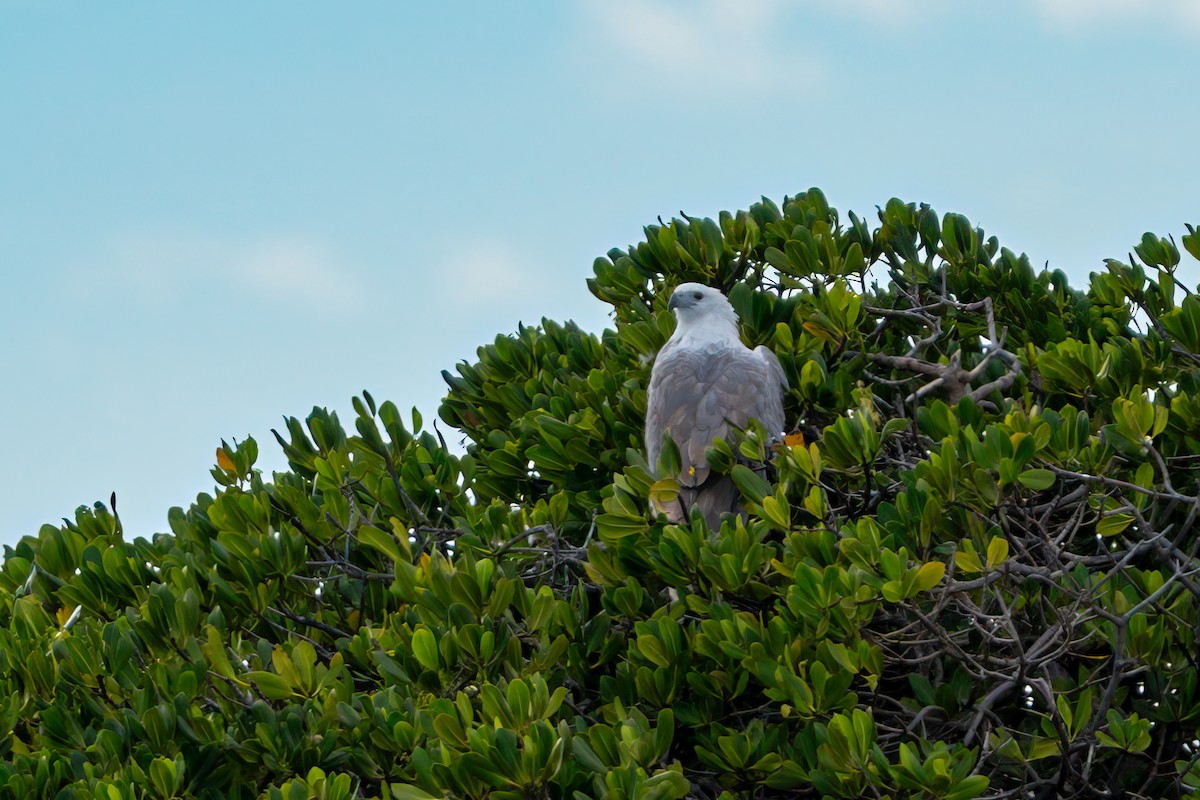 White-bellied Sea-Eagle - ML620375882