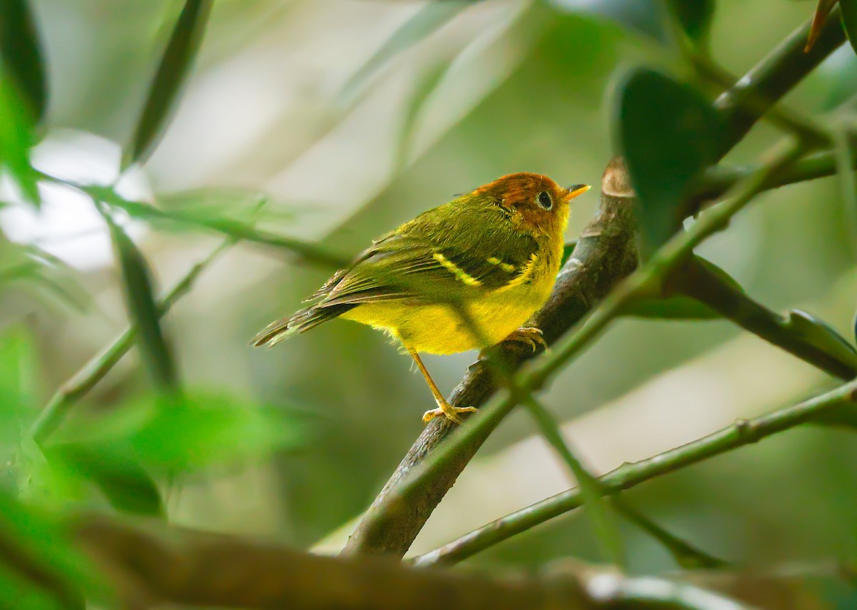 Yellow-breasted Warbler - ML620375883
