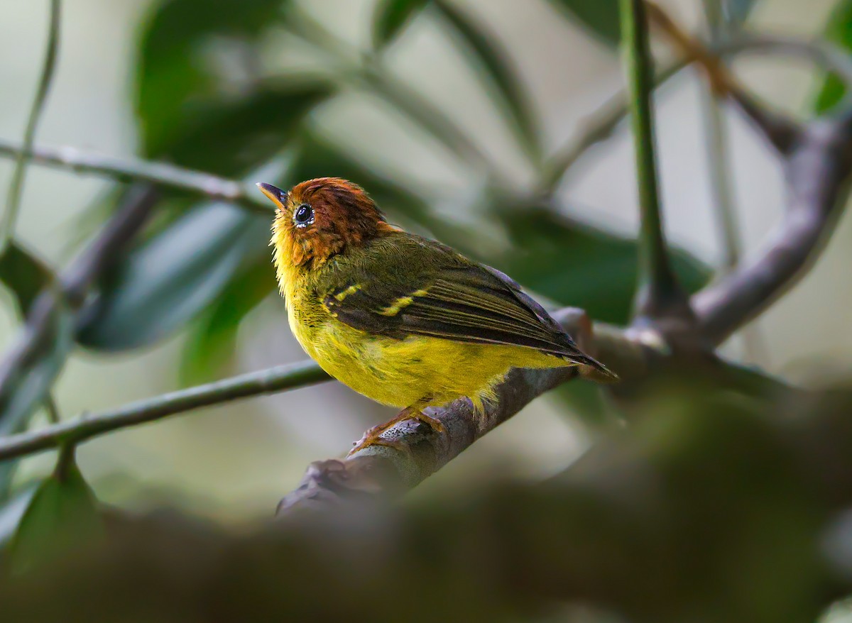 Yellow-breasted Warbler - ML620375885