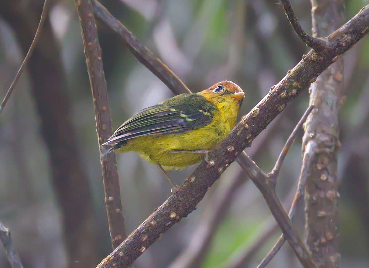 Yellow-breasted Warbler - ML620375886
