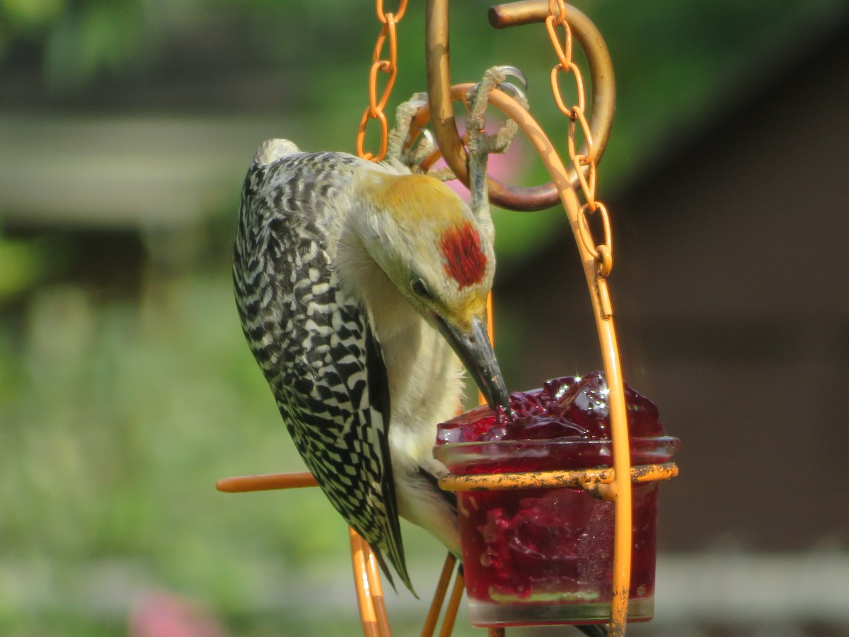 Golden-fronted Woodpecker - ML620375888