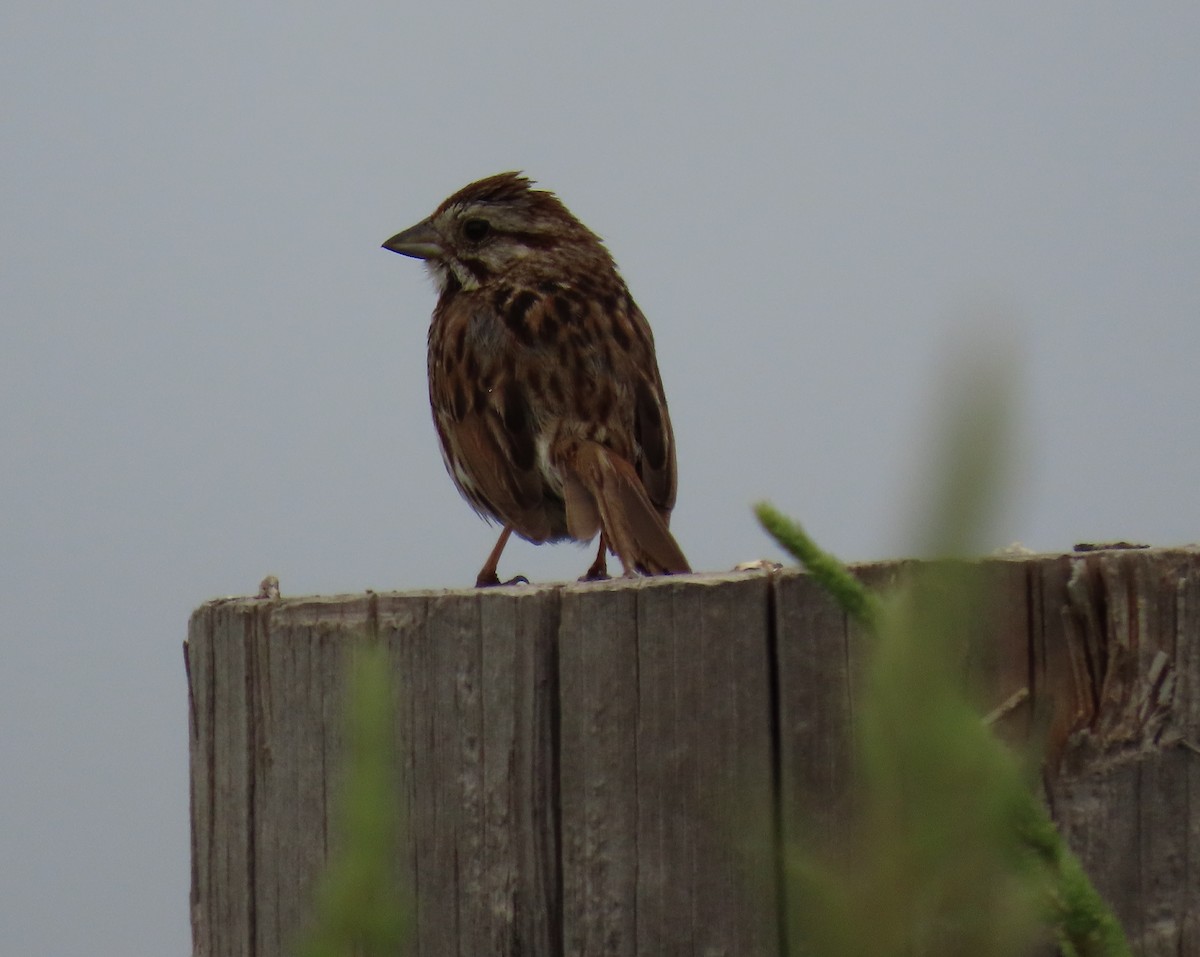 Song Sparrow - ML620375908