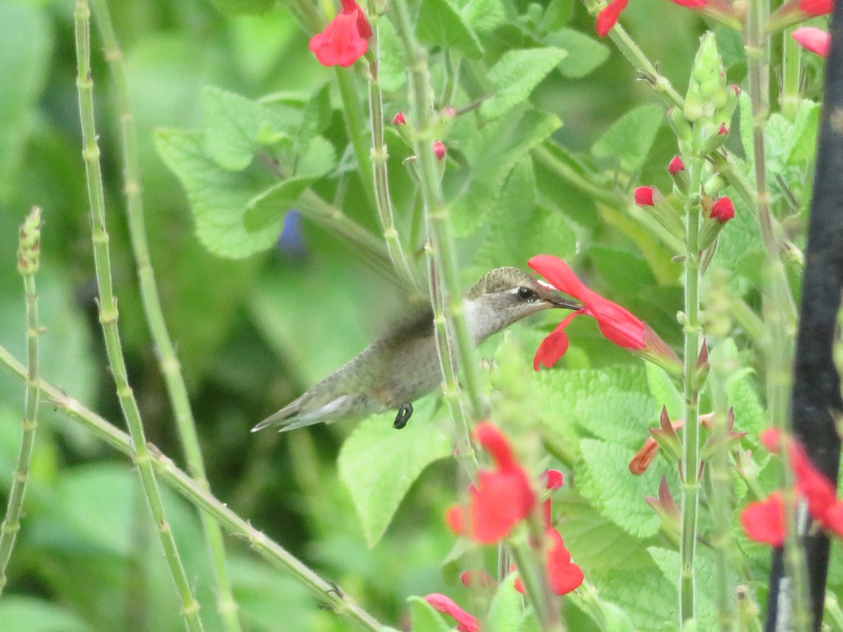 Black-chinned Hummingbird - ML620375910
