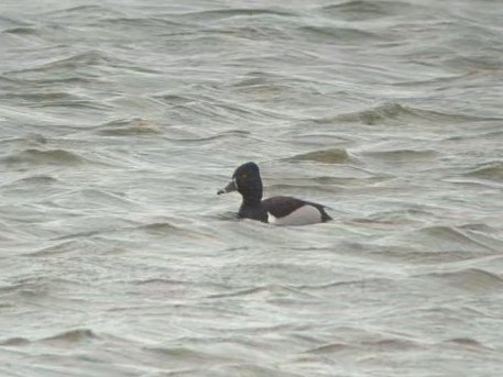 Ring-necked Duck - ML620375913