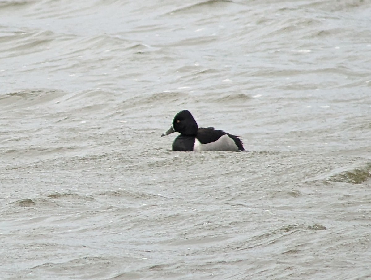 Ring-necked Duck - ML620375914