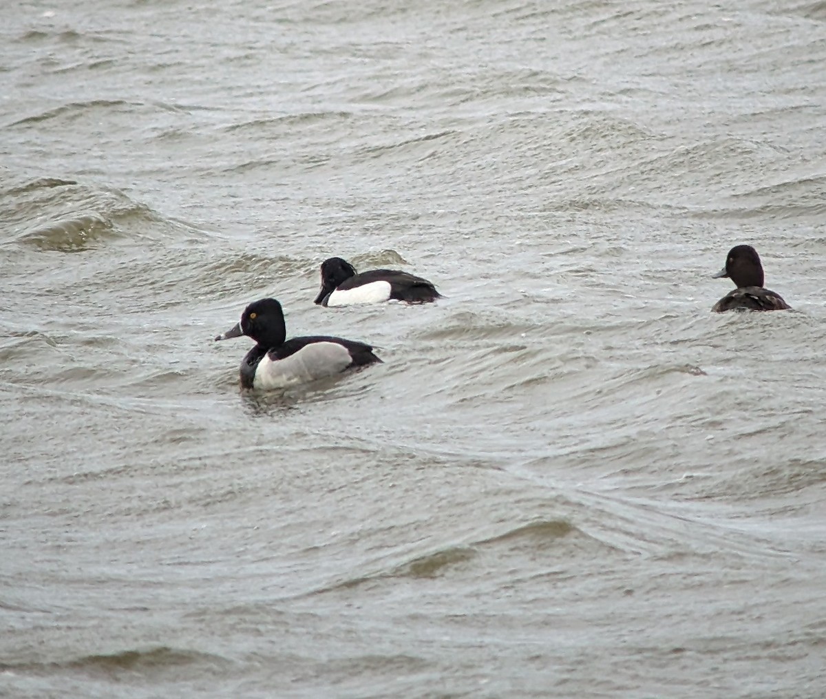 Ring-necked Duck - ML620375915