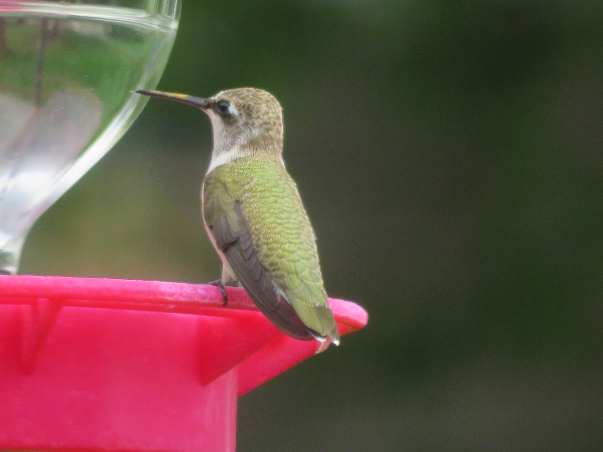 Black-chinned Hummingbird - ML620375924