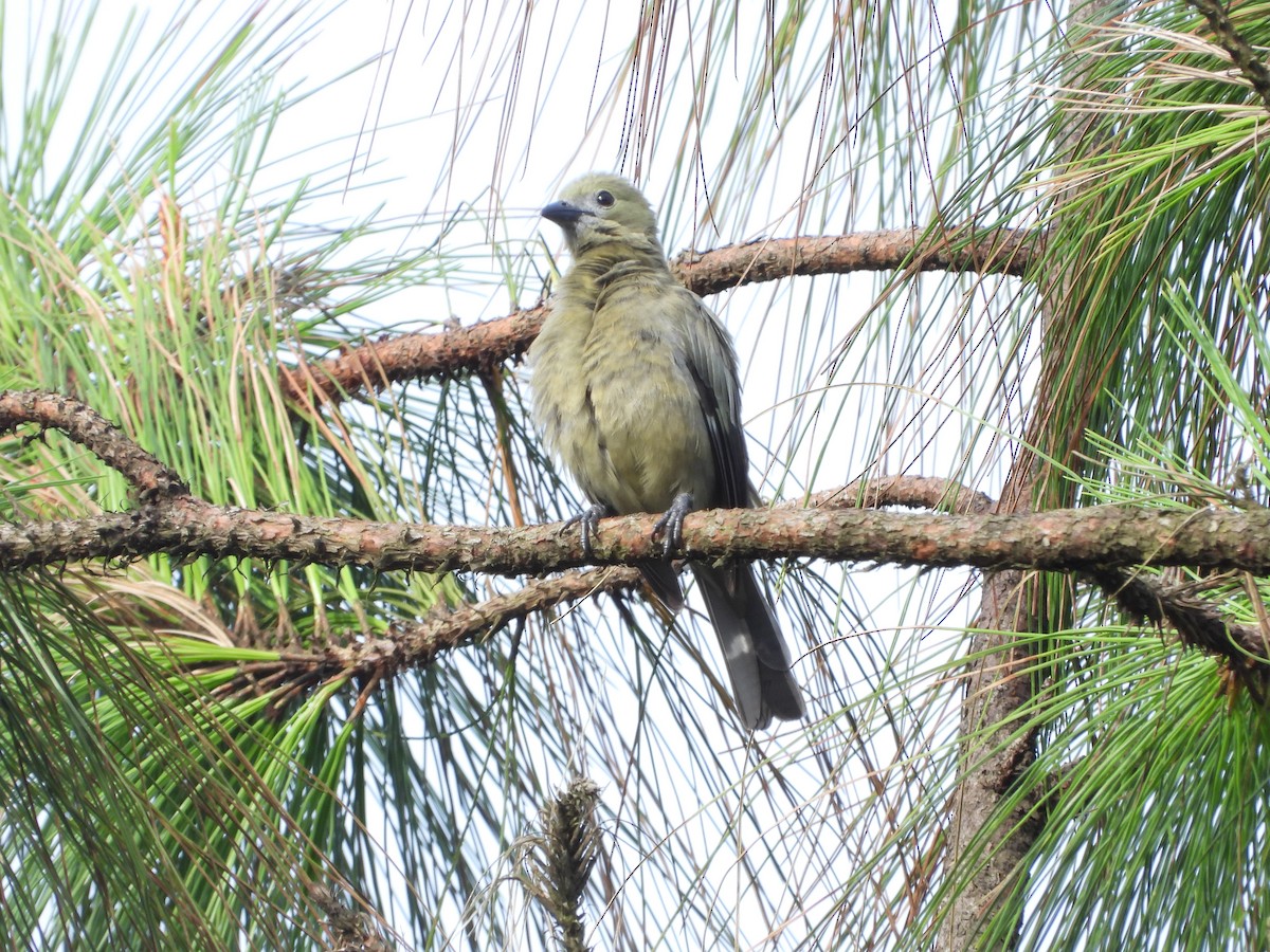 Palm Tanager - ML620375925