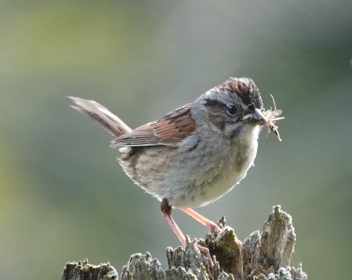 Swamp Sparrow - ML620375935