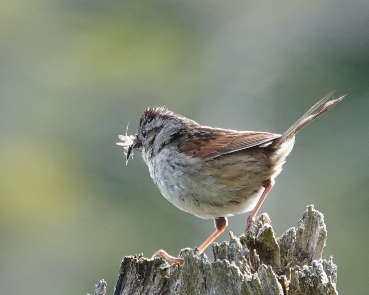 Swamp Sparrow - ML620375936