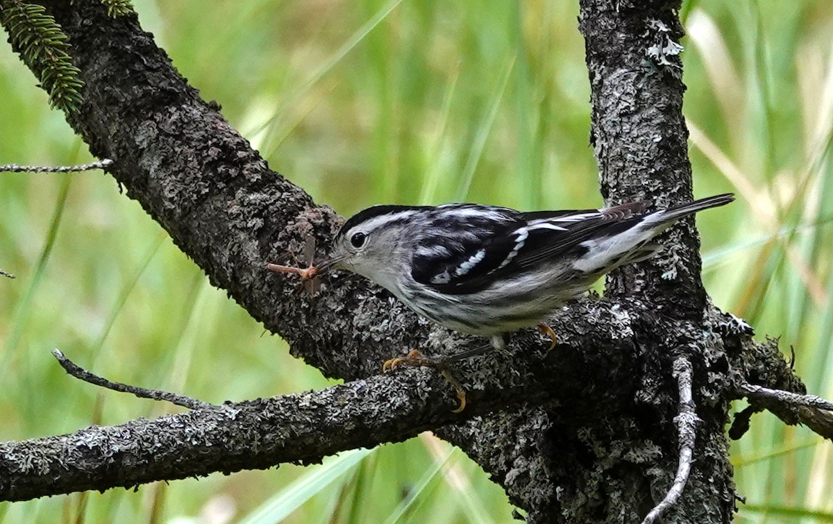 Black-and-white Warbler - ML620375954