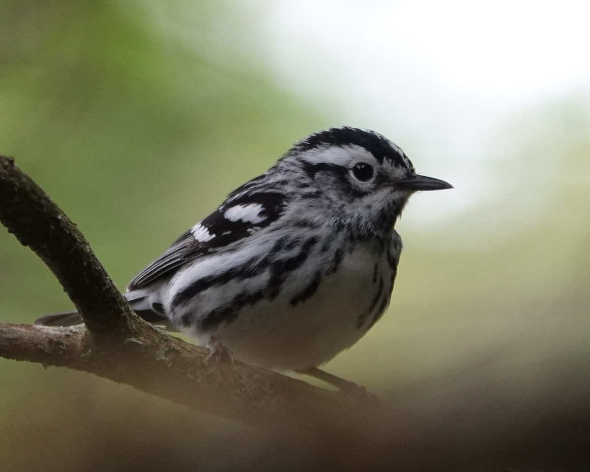 Black-and-white Warbler - ML620375956