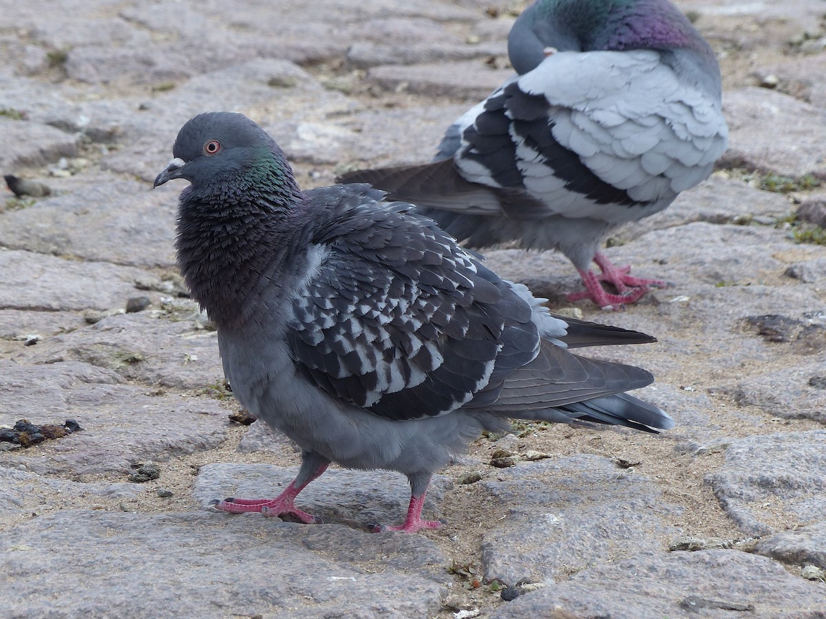 Rock Pigeon (Feral Pigeon) - ML620375973