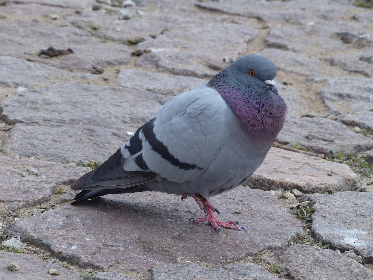 Pigeon biset (forme domestique) - ML620375975