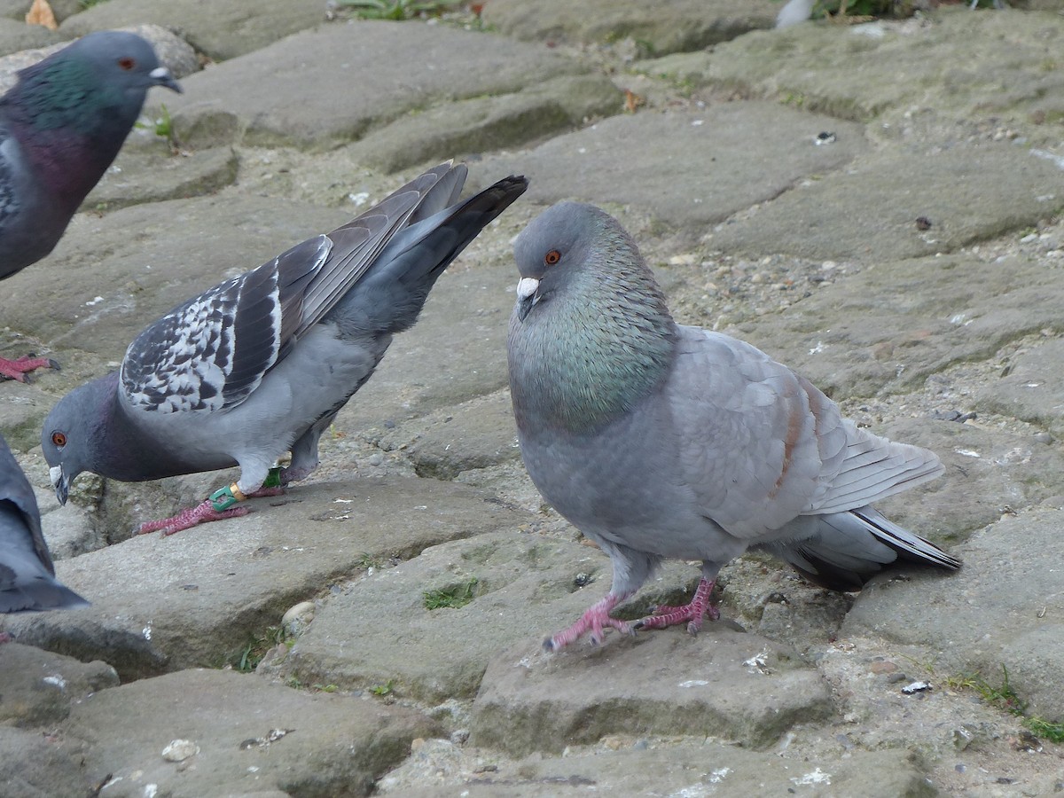 Rock Pigeon (Feral Pigeon) - ML620375977