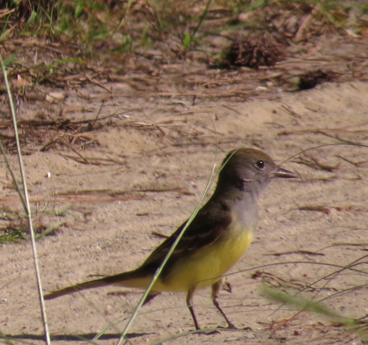 Great Crested Flycatcher - ML620375980