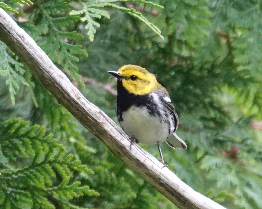 Black-throated Green Warbler - ML620375985