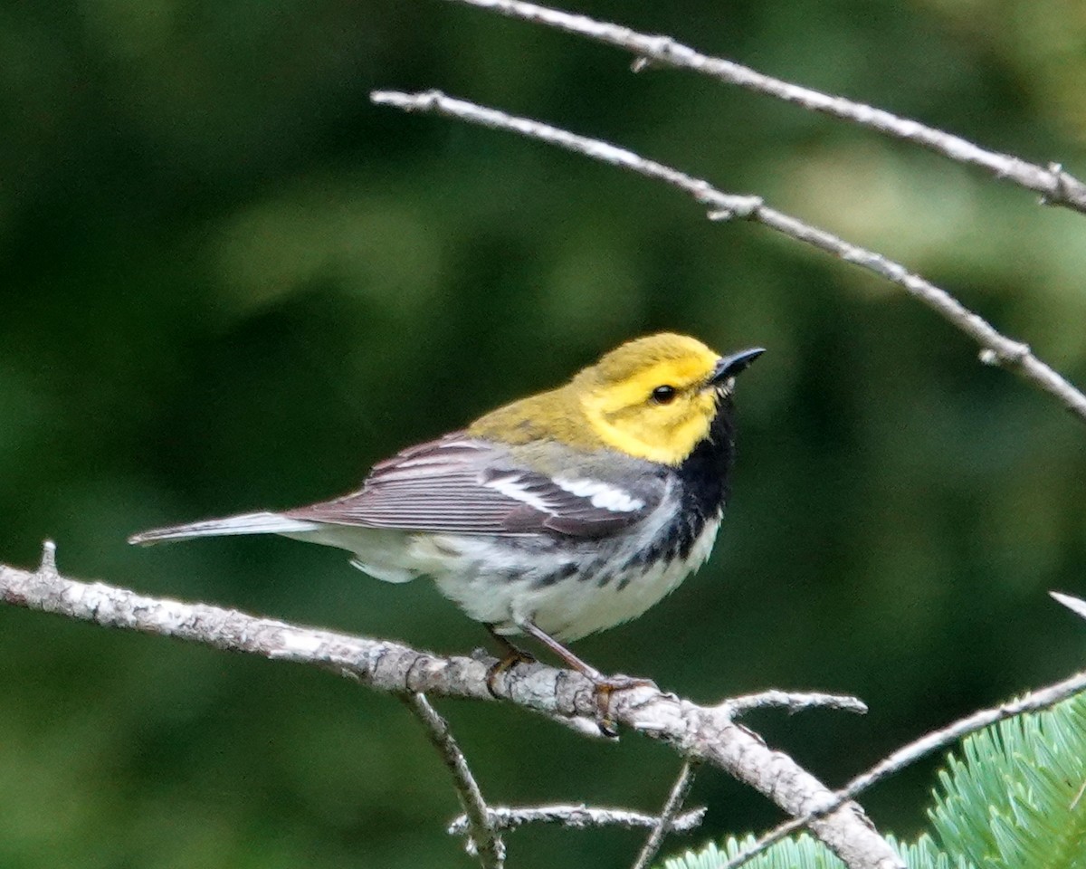 Black-throated Green Warbler - ML620375989