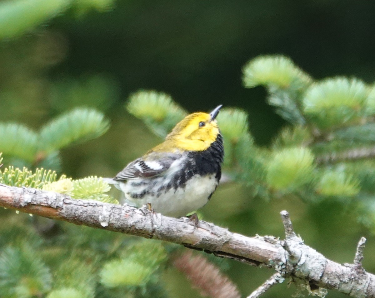 Black-throated Green Warbler - ML620375990