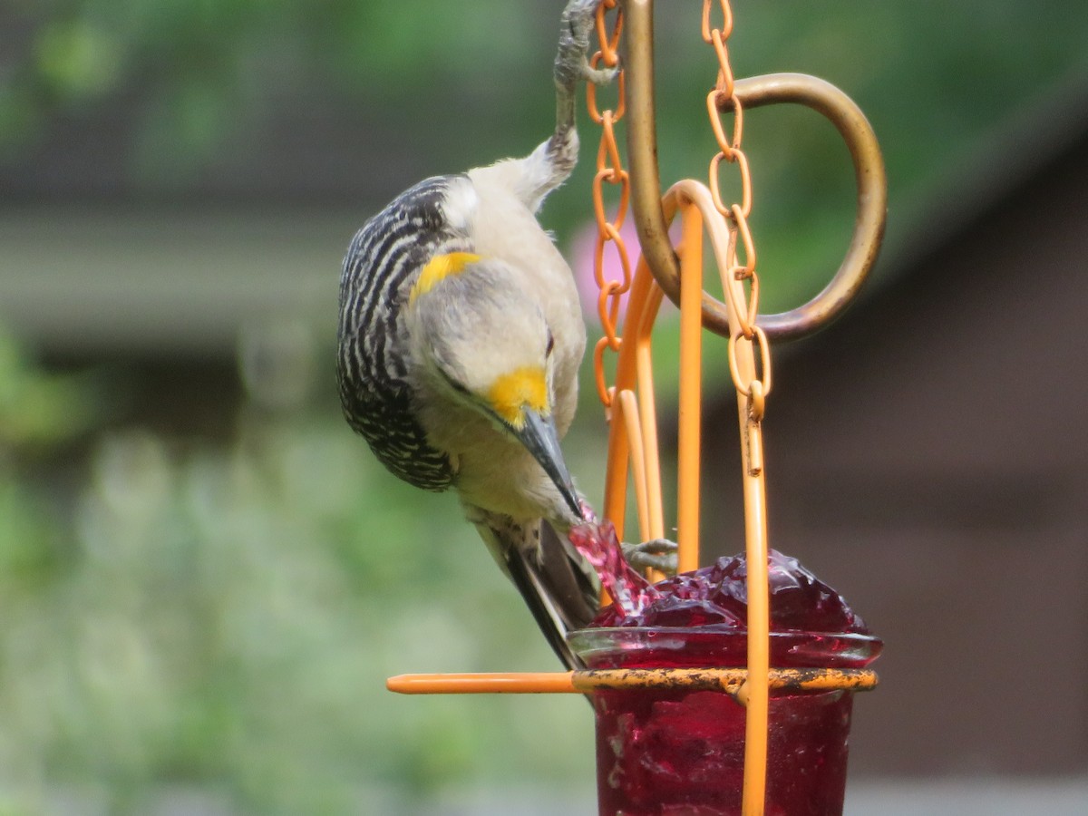 Golden-fronted Woodpecker - ML620375993