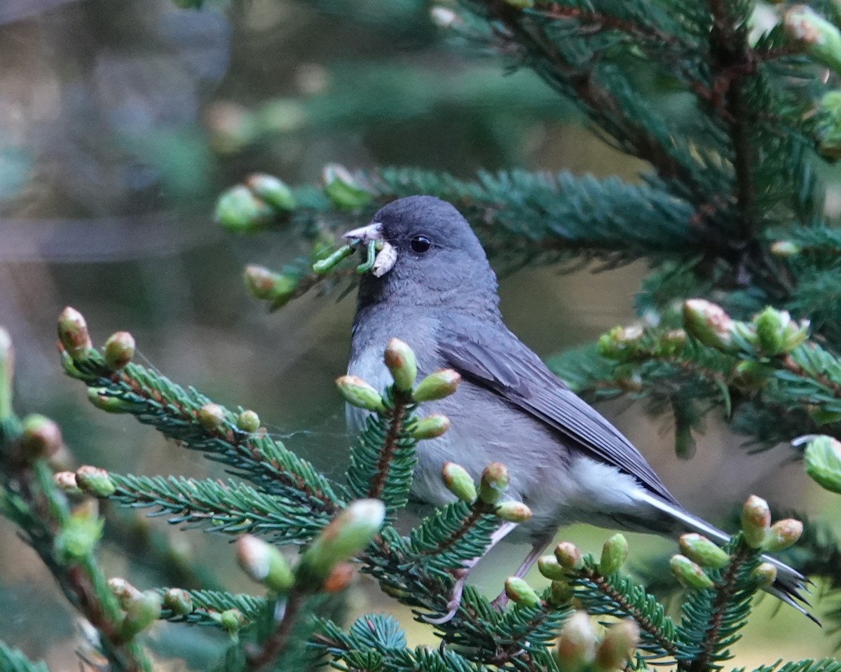 Dark-eyed Junco - ML620376005