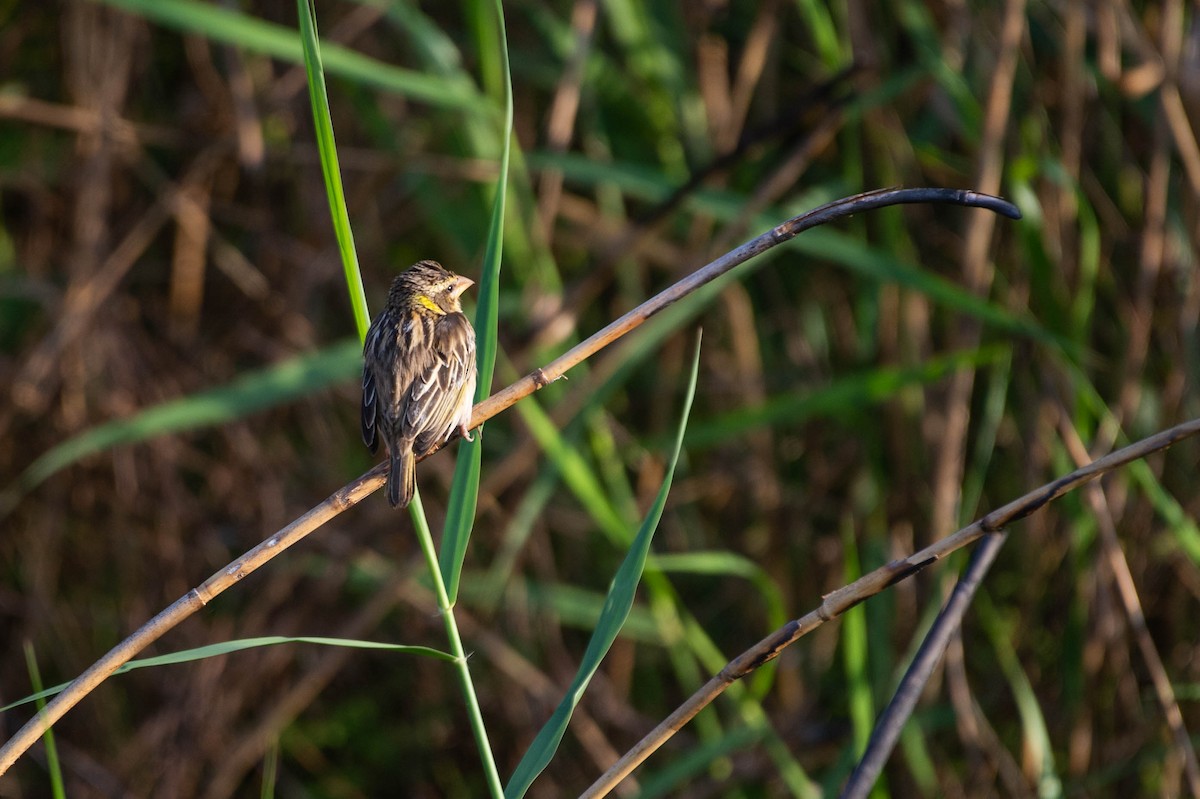 Streaked Weaver - ML620376009