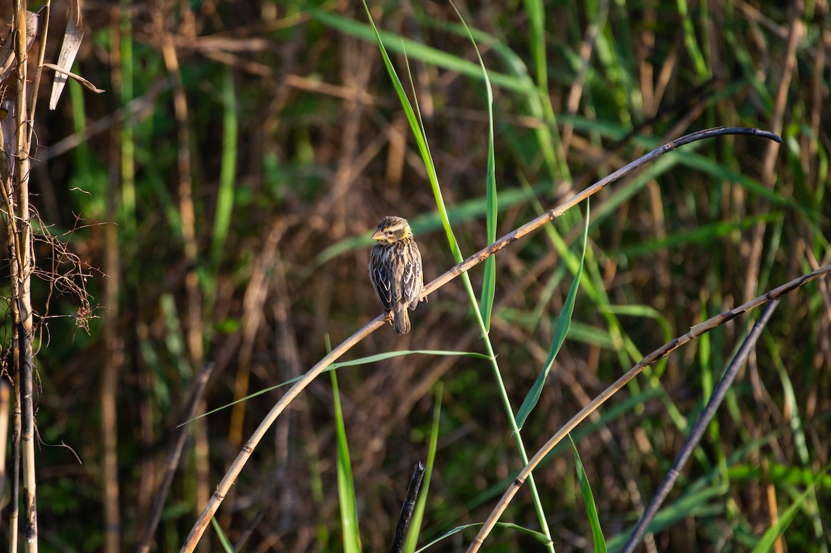 Streaked Weaver - ML620376014