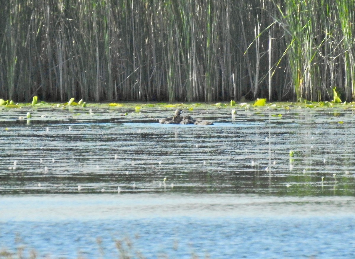 Pied-billed Grebe - ML620376019