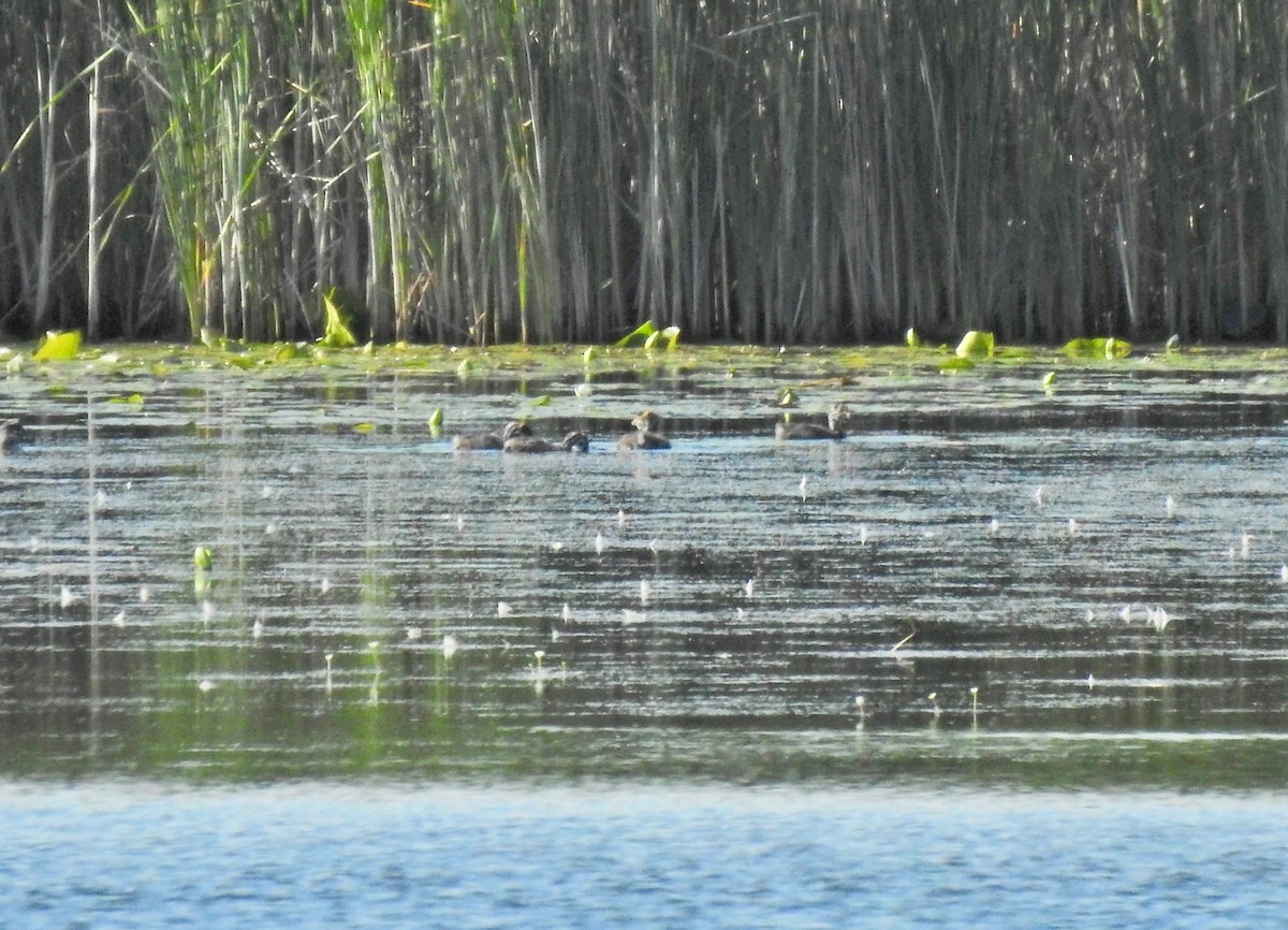 Pied-billed Grebe - ML620376021