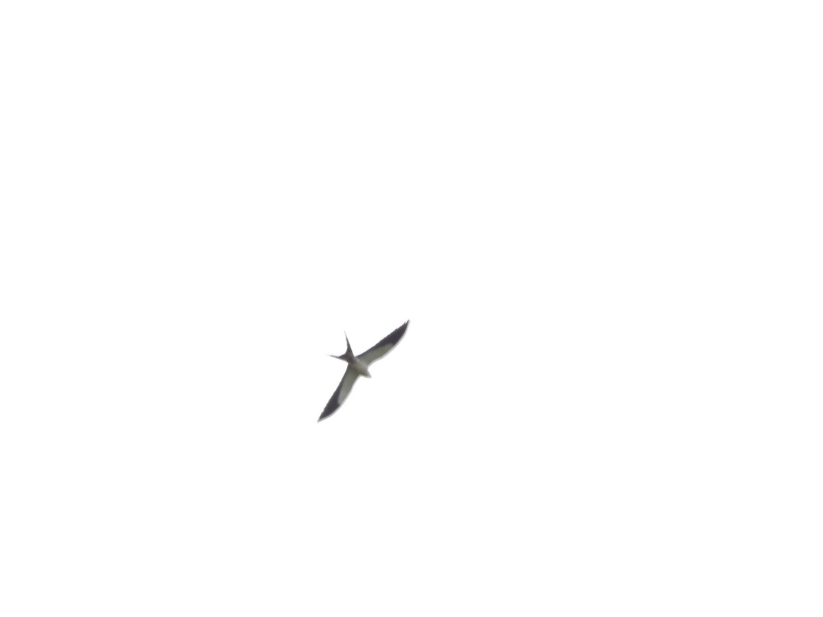Swallow-tailed Kite - ML620376022