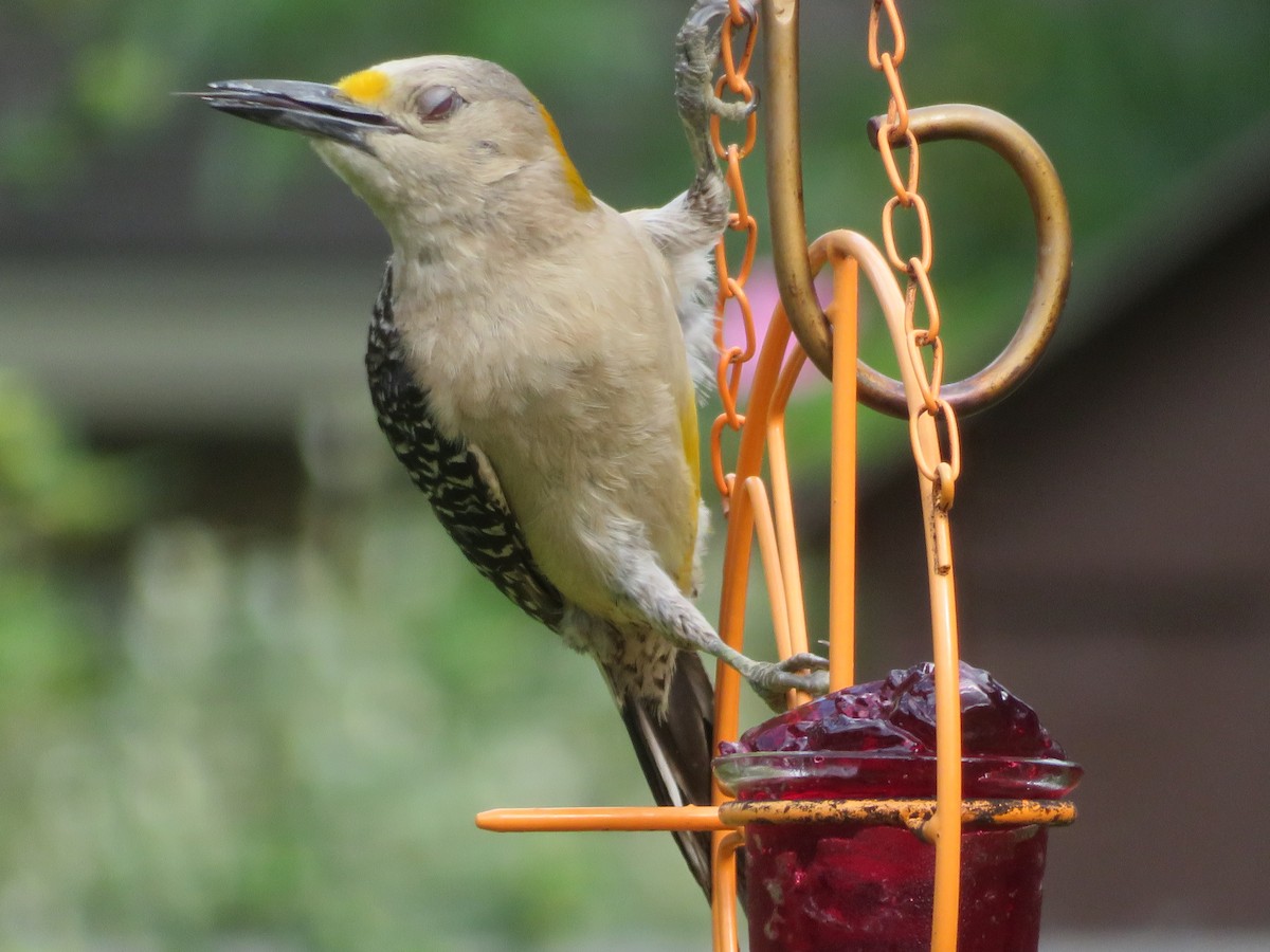 Golden-fronted Woodpecker - ML620376028