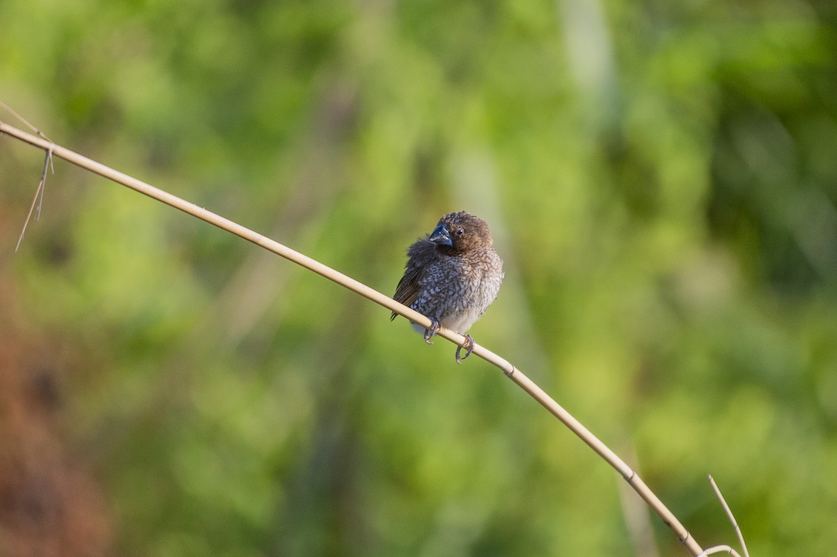 Scaly-breasted Munia - ML620376030