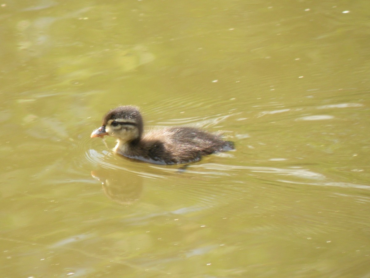 Wood Duck - ML620376031