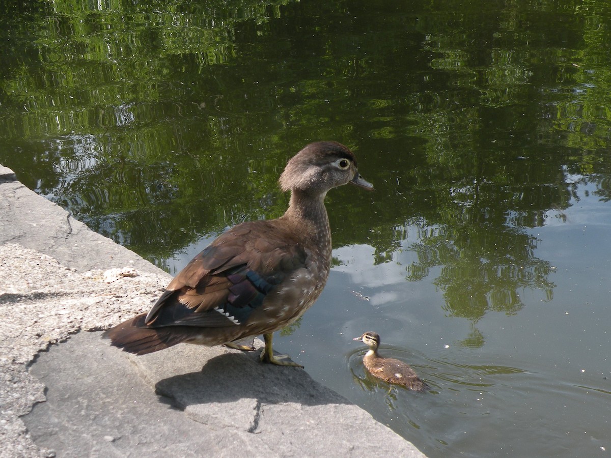 Wood Duck - Anne Longmore